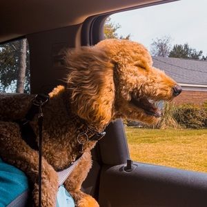 Meet your Posher, Kenzie